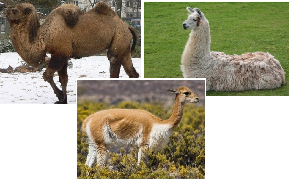 Camelids: Bactrian Camel, Llama, and Vicuana