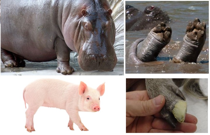 Hippo and Pig Hooves