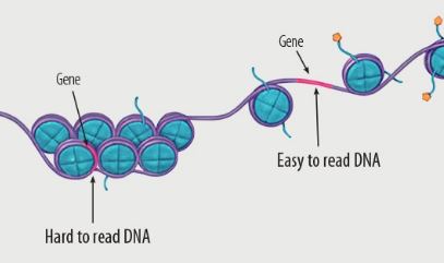 Coiling of DNA and gene expression. (Courtesy: National Institutes of Health)