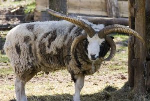 Jacob's sheep are unique not only in their colour, but also in that the rams have extra horns.