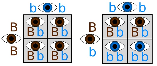 Basic "Punnet squares" showing the probabilities of eye colour for the children of fully brown-eyed and blue-eyed parents, and a brown-eyed parent who carries a blue allele. 